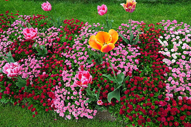 Flowers at the garden