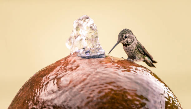 여성 애 나의 벌 새 깃 마실 물 분수의 측면에 - birdbath 뉴스 사진 이미지