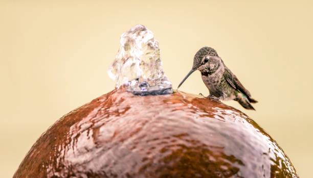 Female Anna's Hummingbird perches on the side of a water fountain to drink stock photo