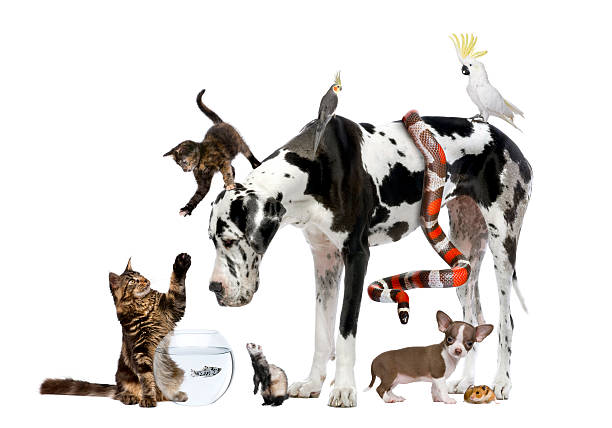 gruppo di animali domestici cane, gatto, uccello, rettile, roditore, furetto, pesce - color image dog snake pets foto e immagini stock