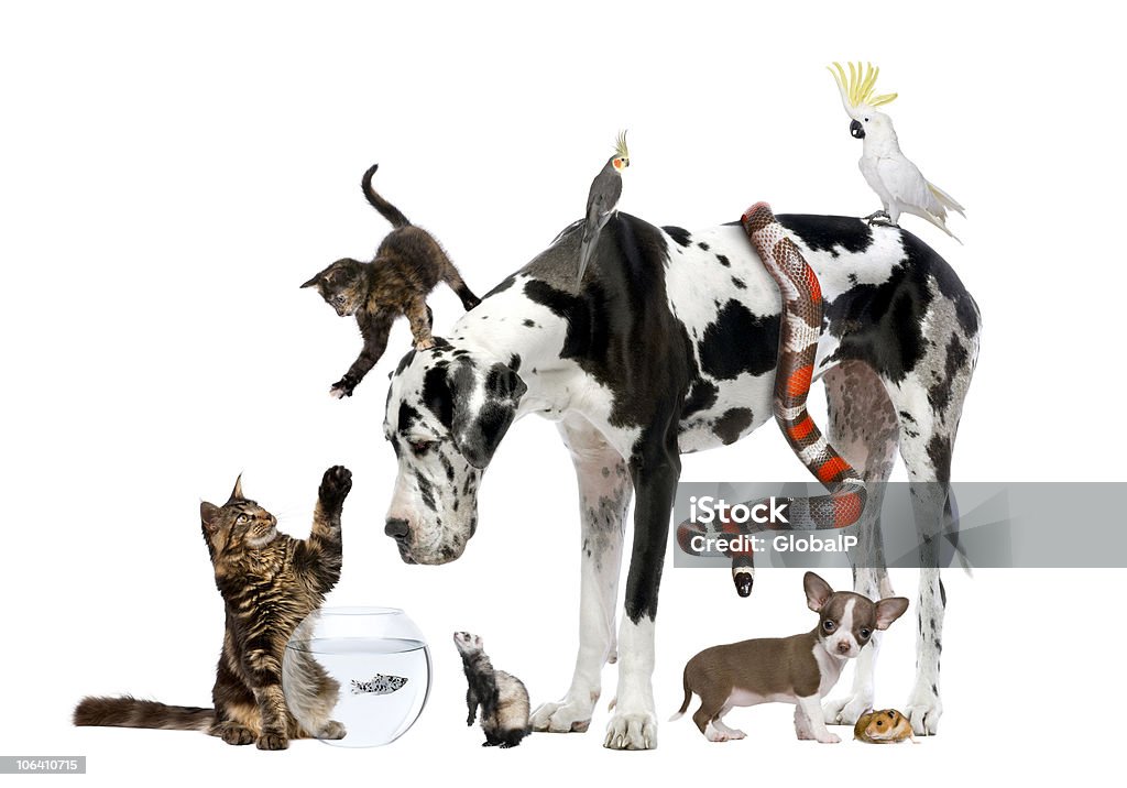 Grupa zwierzęta pies, kot, ptaków, gadów, gryzonie, Fretka, ryby - Zbiór zdjęć royalty-free (Duża grupa zwierząt)