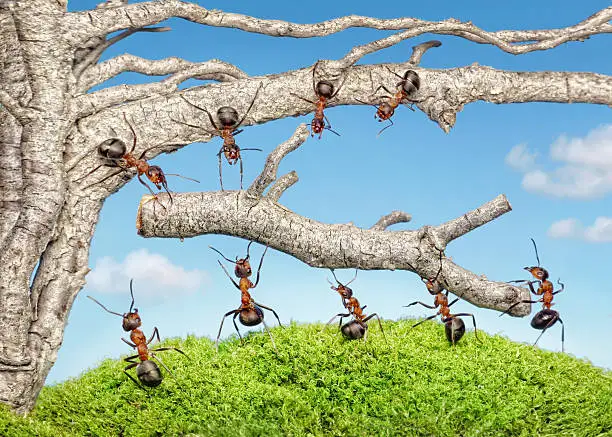 Photo of team of ants taking branch from tree