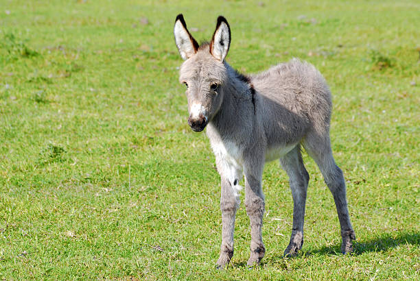 istock little gray donkey on pasture 106410794