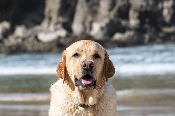 Close-up on the beach of a dog