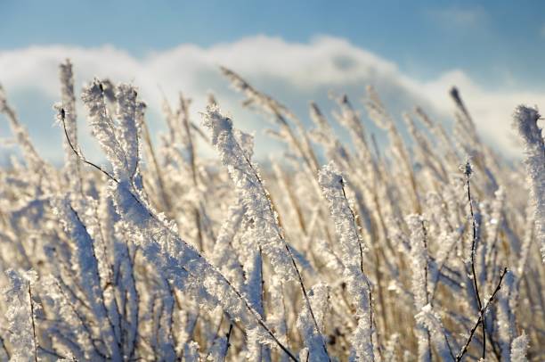 istock Frozen dry yellow grass under dark blue sky 1064110004