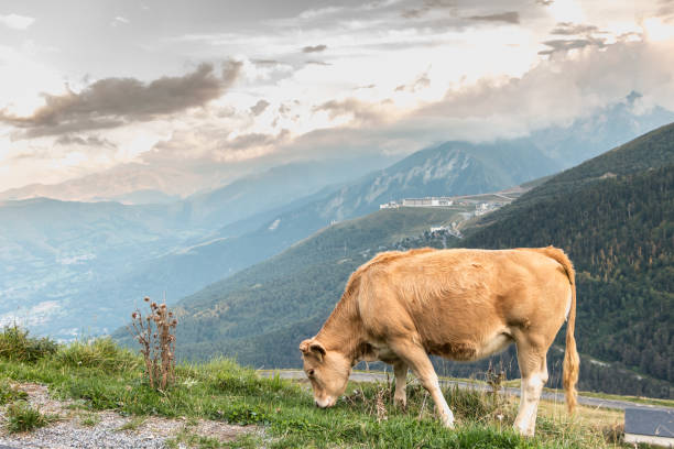 vaca pastando perto de uma estação de esqui - cattle station - fotografias e filmes do acervo