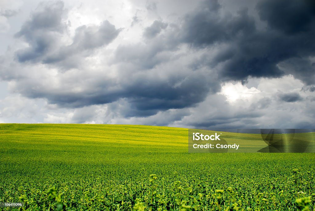 Gelbes Feld in stürmischen Wetterbedingungen - Lizenzfrei Anhöhe Stock-Foto