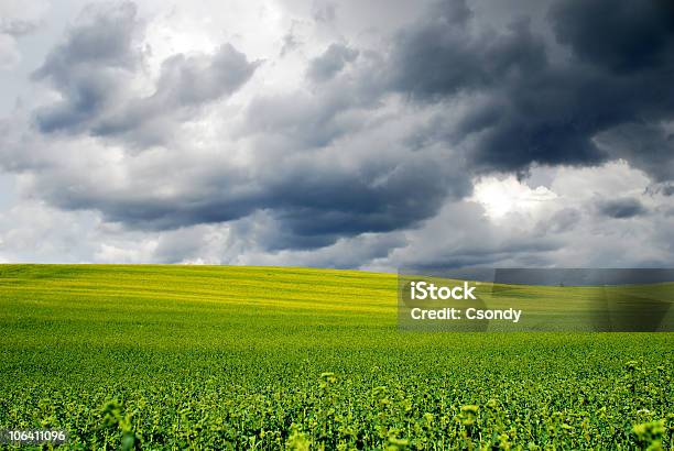 Gelbes Feld In Stürmischen Wetterbedingungen Stockfoto und mehr Bilder von Anhöhe - Anhöhe, Bedeckter Himmel, Bildhintergrund