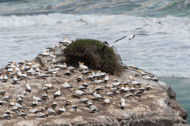 istock Gannets nesting on a cliff in Muriwai Beach 1064111618