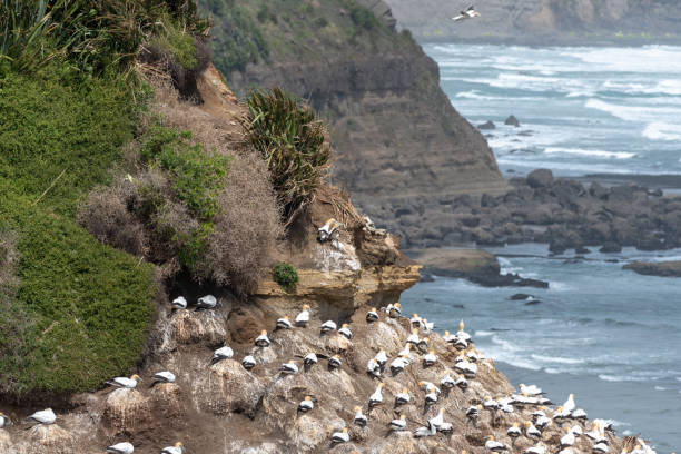 istock Gannets nesting on a cliff in Muriwai Beach 1064111662