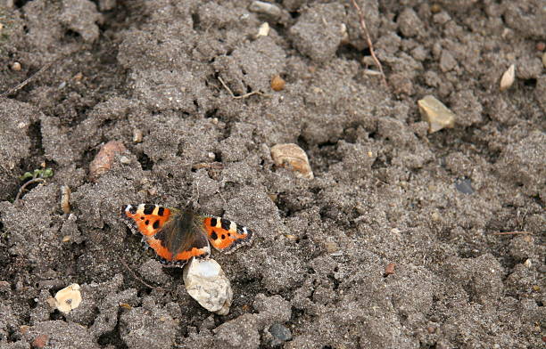 butterfly stock photo