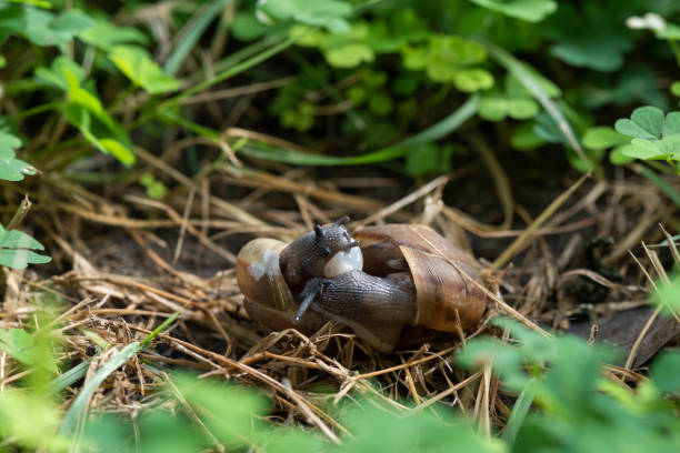 istock Couple Of Snail Mating. 1064115466