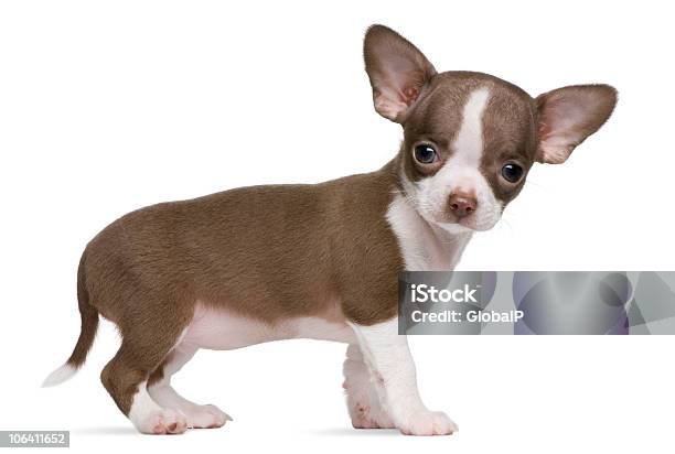 Chocolate Y Blanco Chihuahua Cachorro 8 Semanas De Edad De Pie Foto de stock y más banco de imágenes de Chihuahua - Perro de pura raza