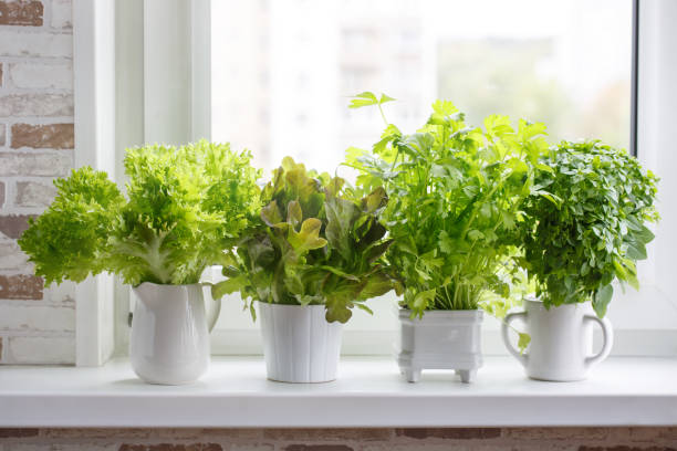 frescas hierbas aromáticas culinarias en blanco macetas en el alféizar de la ventana. lechuga, apio de hoja y albahaca de hojas pequeñas. jardín de hierbas de cocina. - herbal medicine fotografías e imágenes de stock