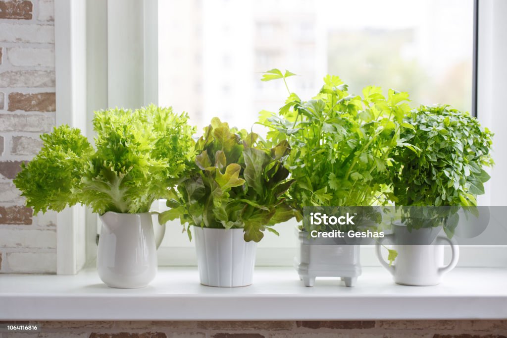 Fresh aromatic culinary herbs in white pots on windowsill. Lettuce, leaf celery and small leaved basil. Kitchen garden of herbs. Herb Stock Photo