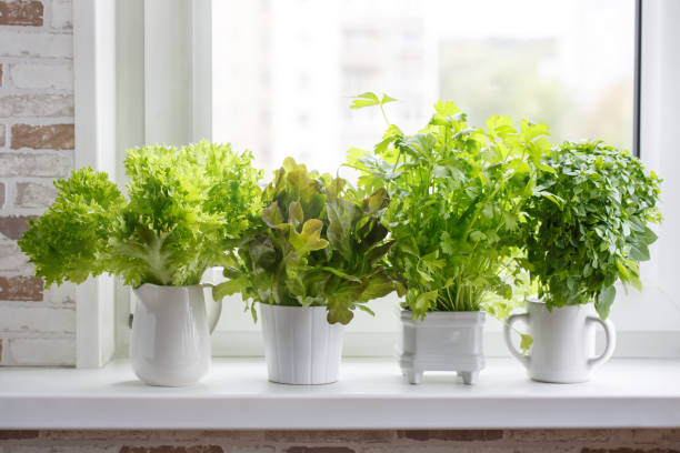 Fresh aromatic culinary herbs in white pots on windowsill. Lettuce, leaf celery and small leaved basil. Kitchen garden of herbs. Fresh aromatic culinary herbs in white pots on windowsill. Lettuce, leaf celery and small leaved basil. Kitchen garden of herbs. herbal medicine stock pictures, royalty-free photos & images