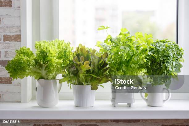 Fresh Aromatic Culinary Herbs In White Pots On Windowsill Lettuce Leaf Celery And Small Leaved Basil Kitchen Garden Of Herbs Stock Photo - Download Image Now