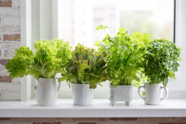Photo of Fresh aromatic culinary herbs in white pots on windowsill. Lettuce, leaf celery and small leaved basil. Kitchen garden of herbs.