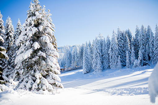 View of winter snowy mountin with conifers