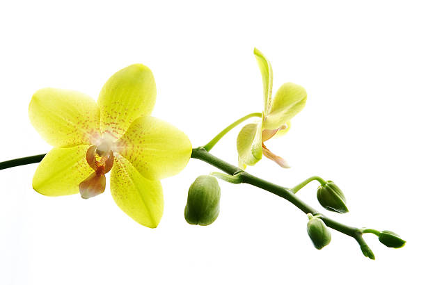 istock Fresh yellow orchids isolated on white background 106411900