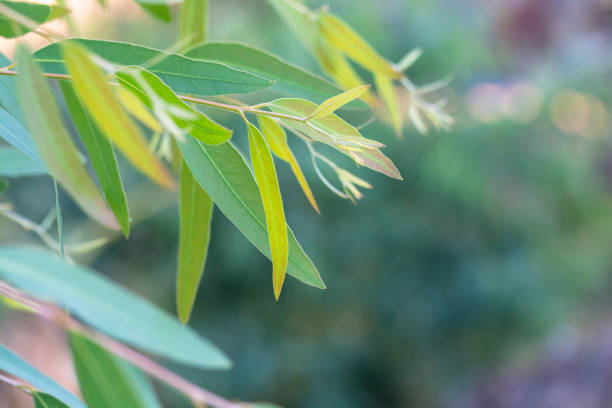 istock Eucalyptus leaves. branch eucalyptus tree nature background 1064120322
