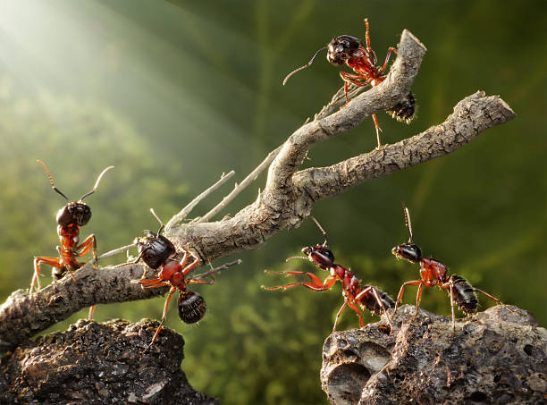 istock team of ants bringing down weathered tree 106412140
