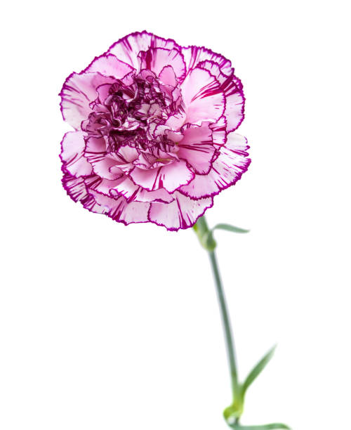 istock single carnation flower with unusual color 1064122160