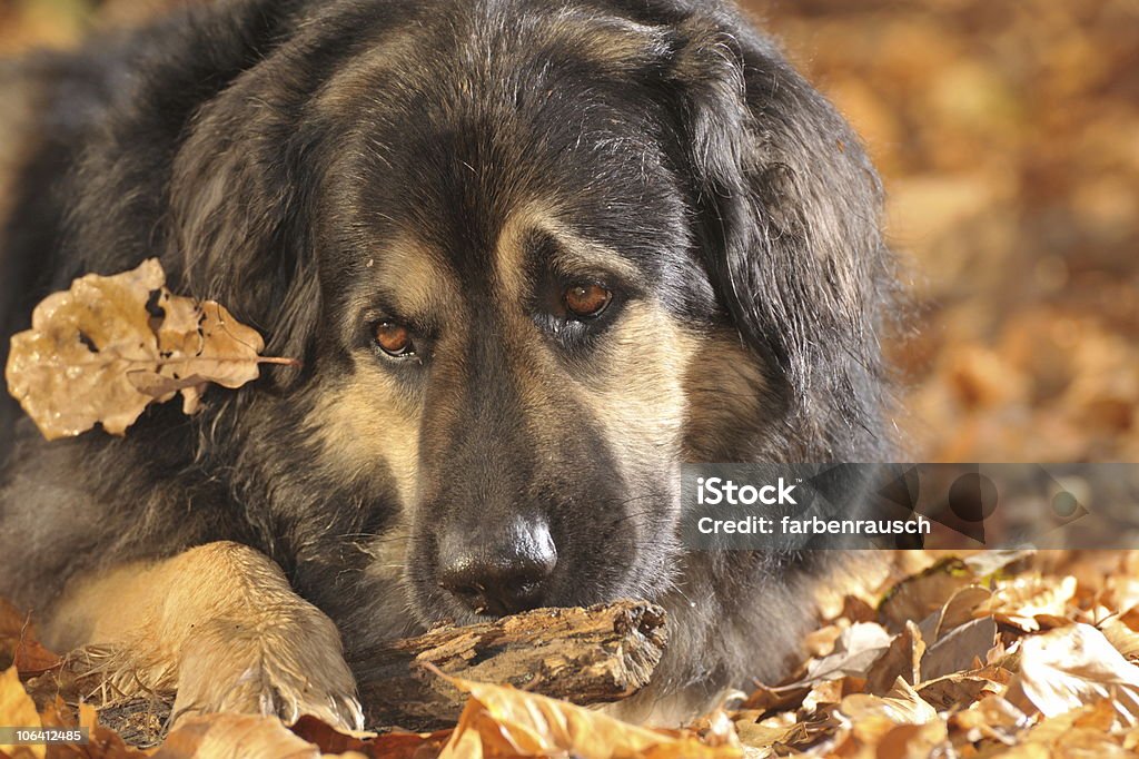 Dreaming Dog  Autumn Stock Photo