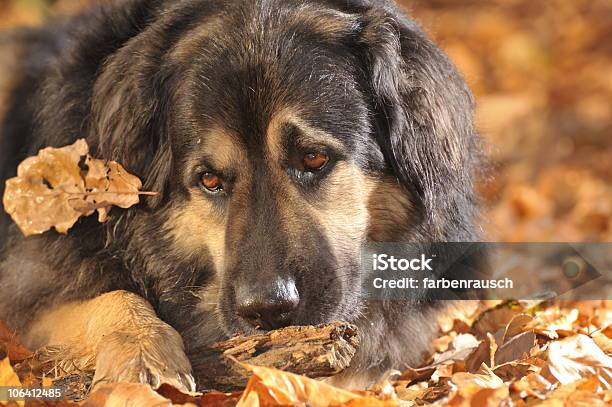 Dreaming Dog Stock Photo - Download Image Now - Autumn, Color Image, Dog
