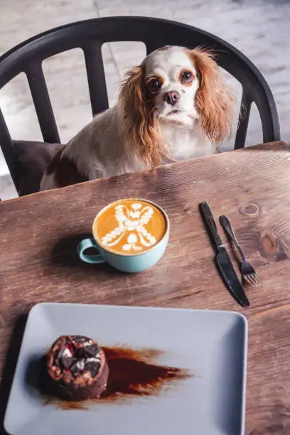Cavalier King Charles Spaniel Puppy in a Coffeee House