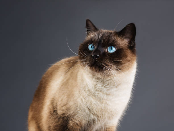 istock Beautiful siamese cat portrait with blue eyes 1064125884