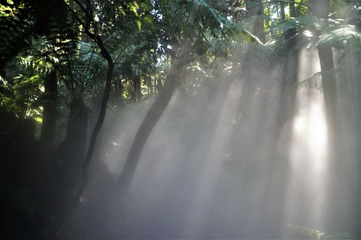 Sunlight shines through some trees in the mist in a rainforest. The light is beaming in from above and there are green leaves in the foreground.