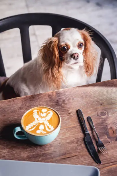 Cavalier King Charles Spaniel Puppy in a Coffeee House
