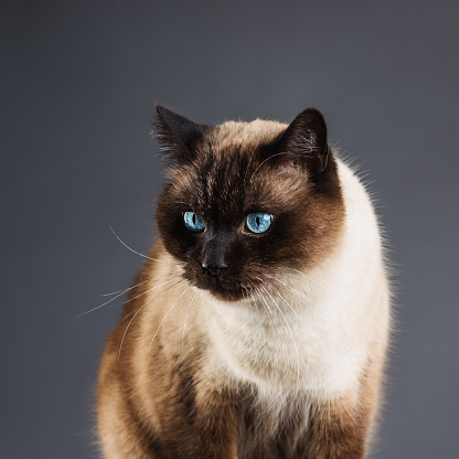 Close up portrait of cute siamese cat against gray background. Puppy of beautiful staring cat looking around with blue eyes. Sharp focus on eyes. Square studio portrait.