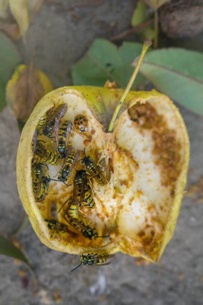istock Wasps and ladybug eat fallen yellow apple. Dry apple on the ground. 1064130480