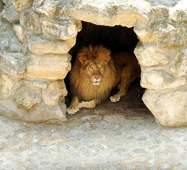 lion yacer en la cueva - madriguera fotografías e imágenes de stock