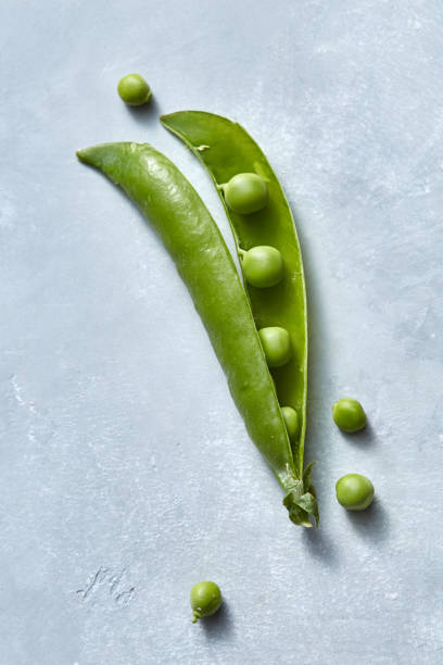 the pod of natural organic green peas is open with small spherical grains on a gray background. - green bean bean pod nobody imagens e fotografias de stock
