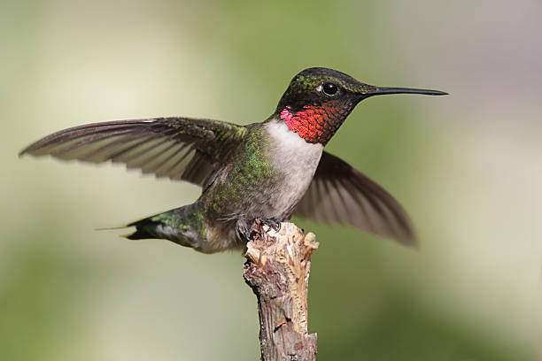 homem beija flor de papo vermelho - throated imagens e fotografias de stock