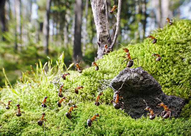istock chief of red ants 106413380