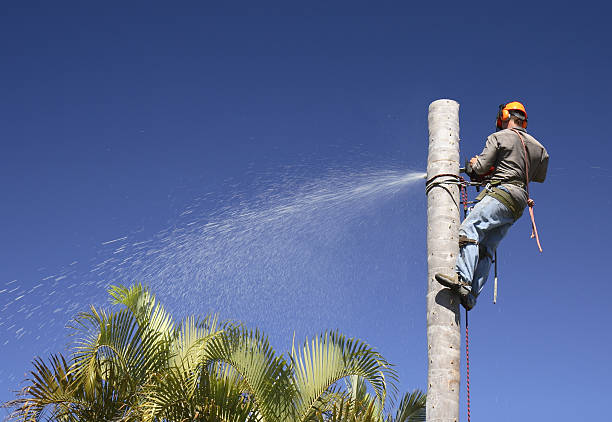 A guy cutting a tree while hanging on it stock photo