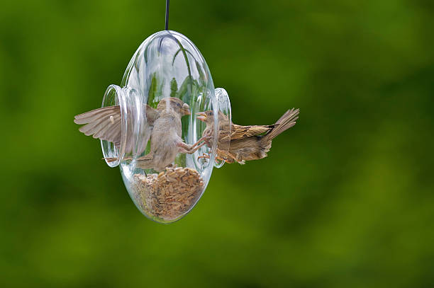 istock Two house sparrows are fighting for cereal grains 106413393