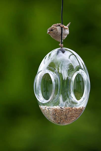 istock House sparrow hanging on the line connected to a feeder 106413411