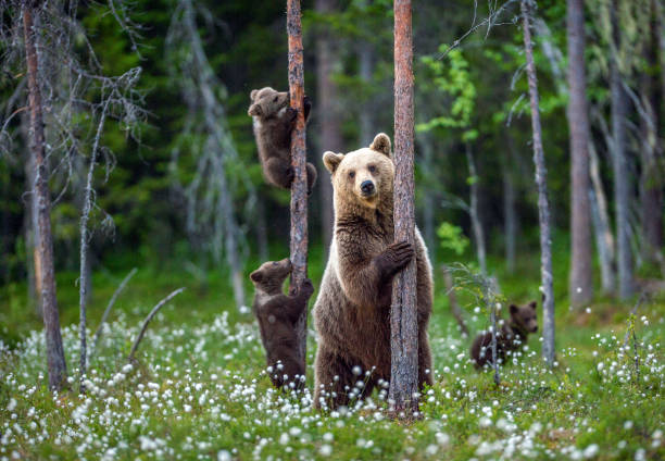 彼女クマとカブス。 - 動物 ストックフォトと画像