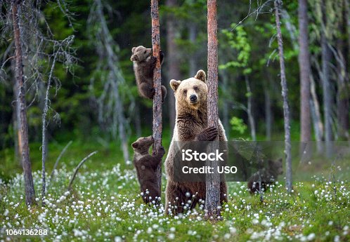 istock She-bear and cubs. 1064136288