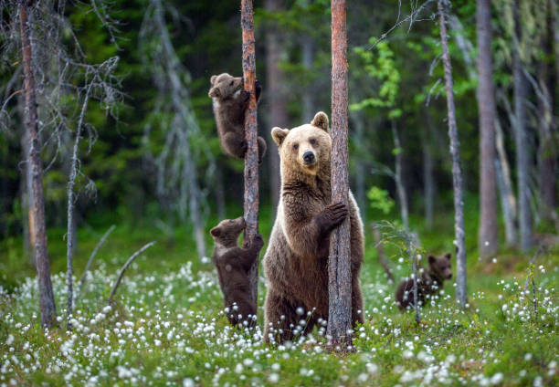 She-bear and cubs. She-bear and cubs. Brown bear cubs climbs a tree. Natural habitat. In Summer forest. Sceintific name: Ursus arctos. carnivorous photos stock pictures, royalty-free photos & images