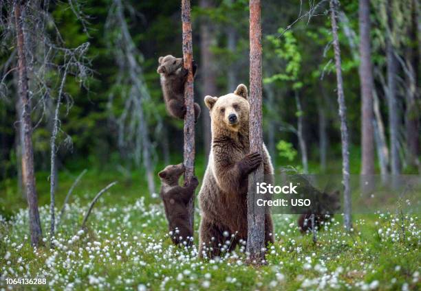 Shebear And Cubs Stock Photo - Download Image Now - Bear, Animal, Forest