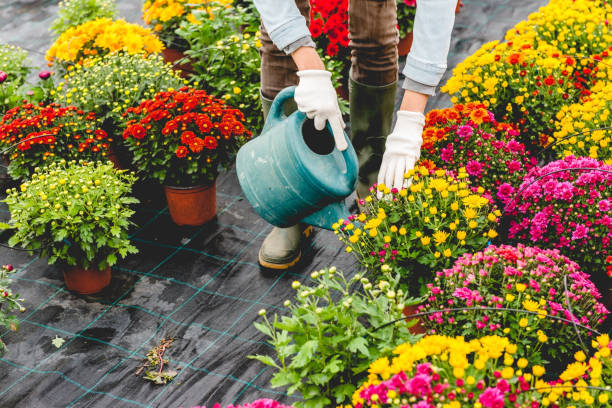 istock Watering the flowers 1064137080