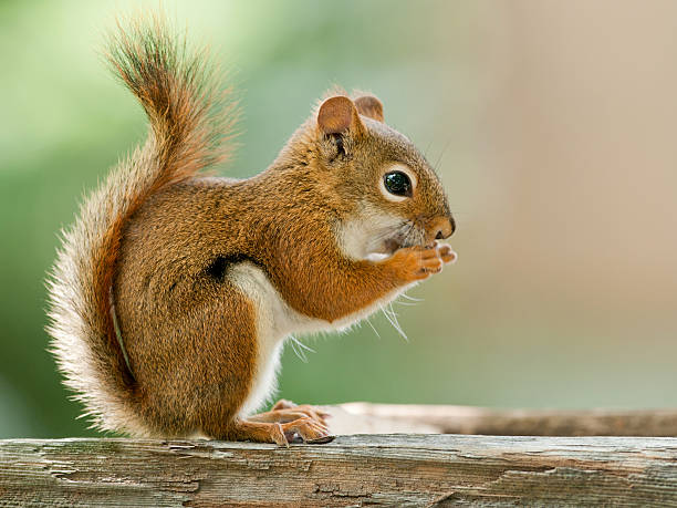 istock Close-up of American Red Squirrel eating 106413787