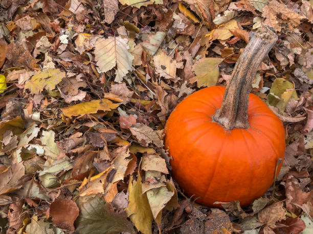 istock Orange pumpkin on brown fall leaves 1064138198