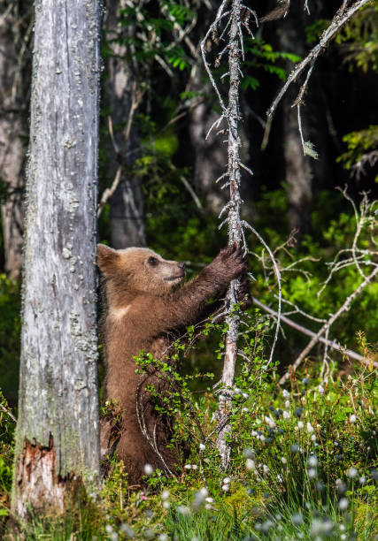 istock Brown bear cub stands on its hind legs. 1064141614